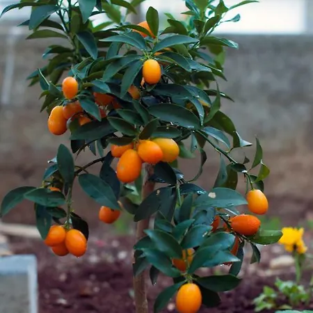 Casa Calle 公寓 卡利