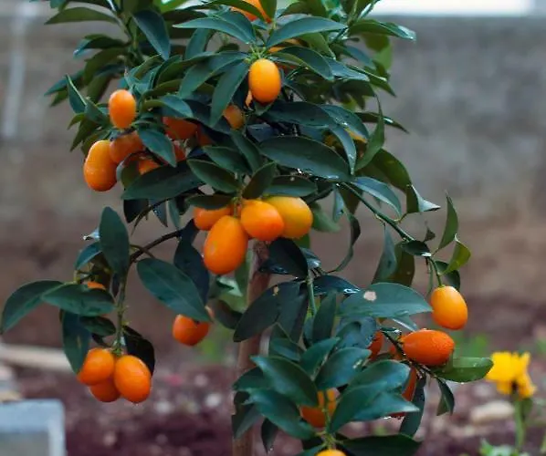 Casa Calle شقة كالي